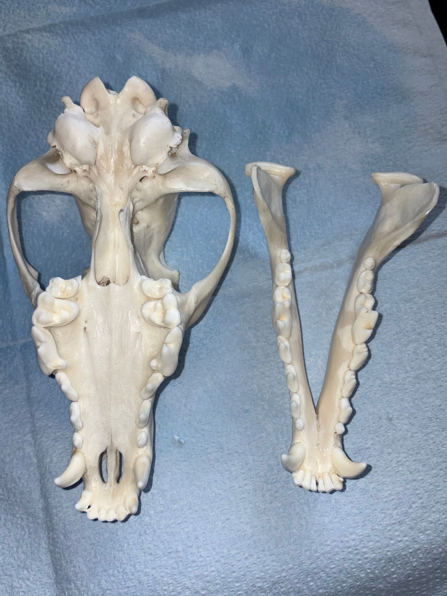 Eastern Coyote Skull - Natural Matte Finish