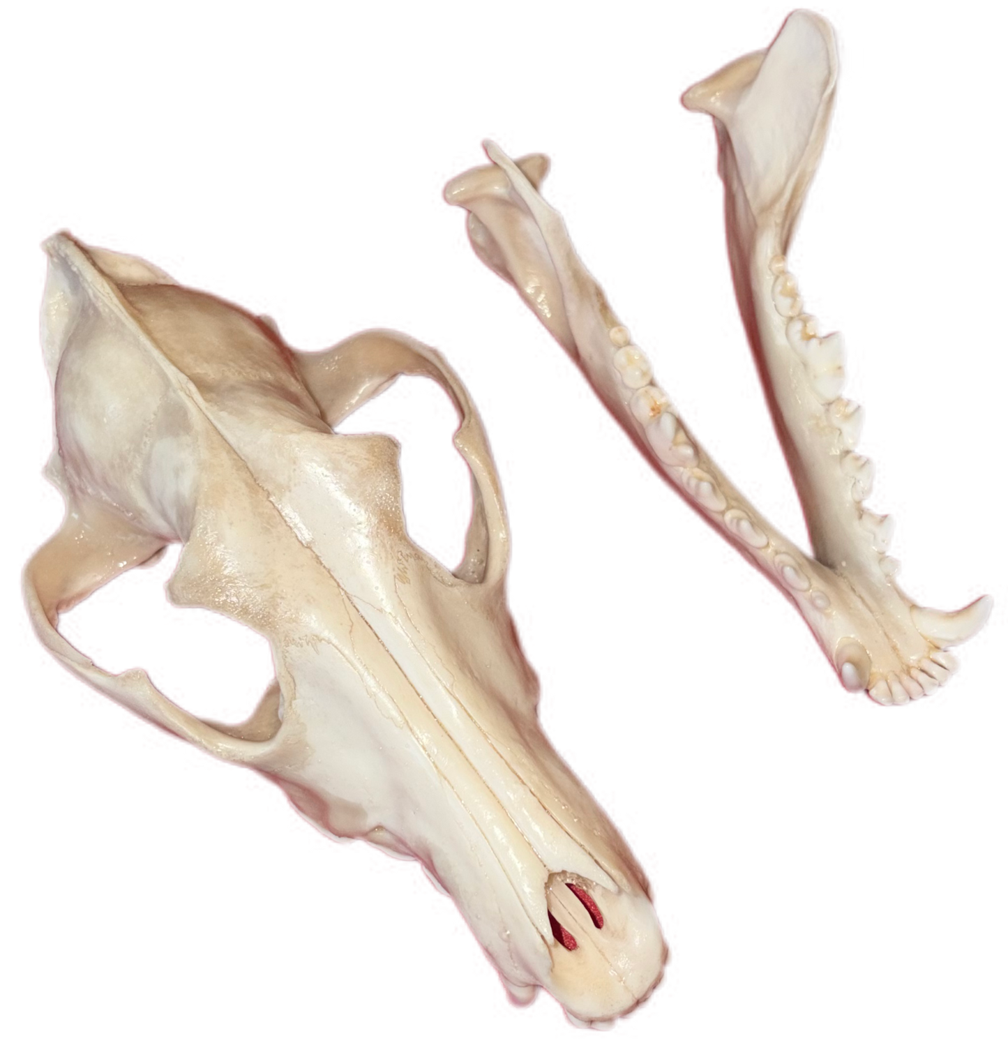 Large Eastern Coyote Skull – Natural Matte Finish