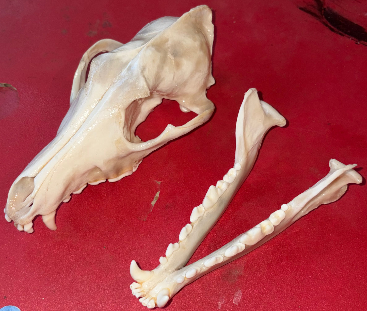 Eastern Coyote Skull – Gloss Finish (One Tooth Missing)