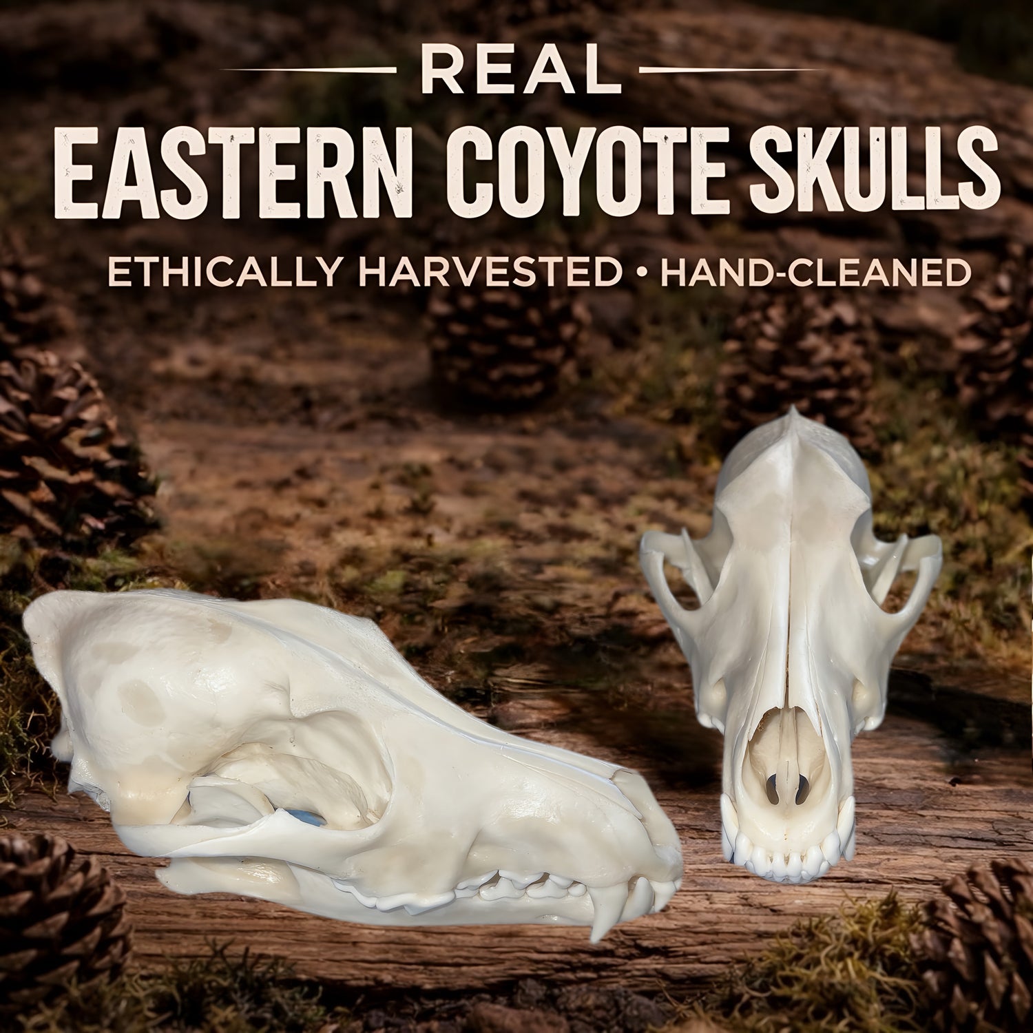 Real Eastern Coyote Skulls