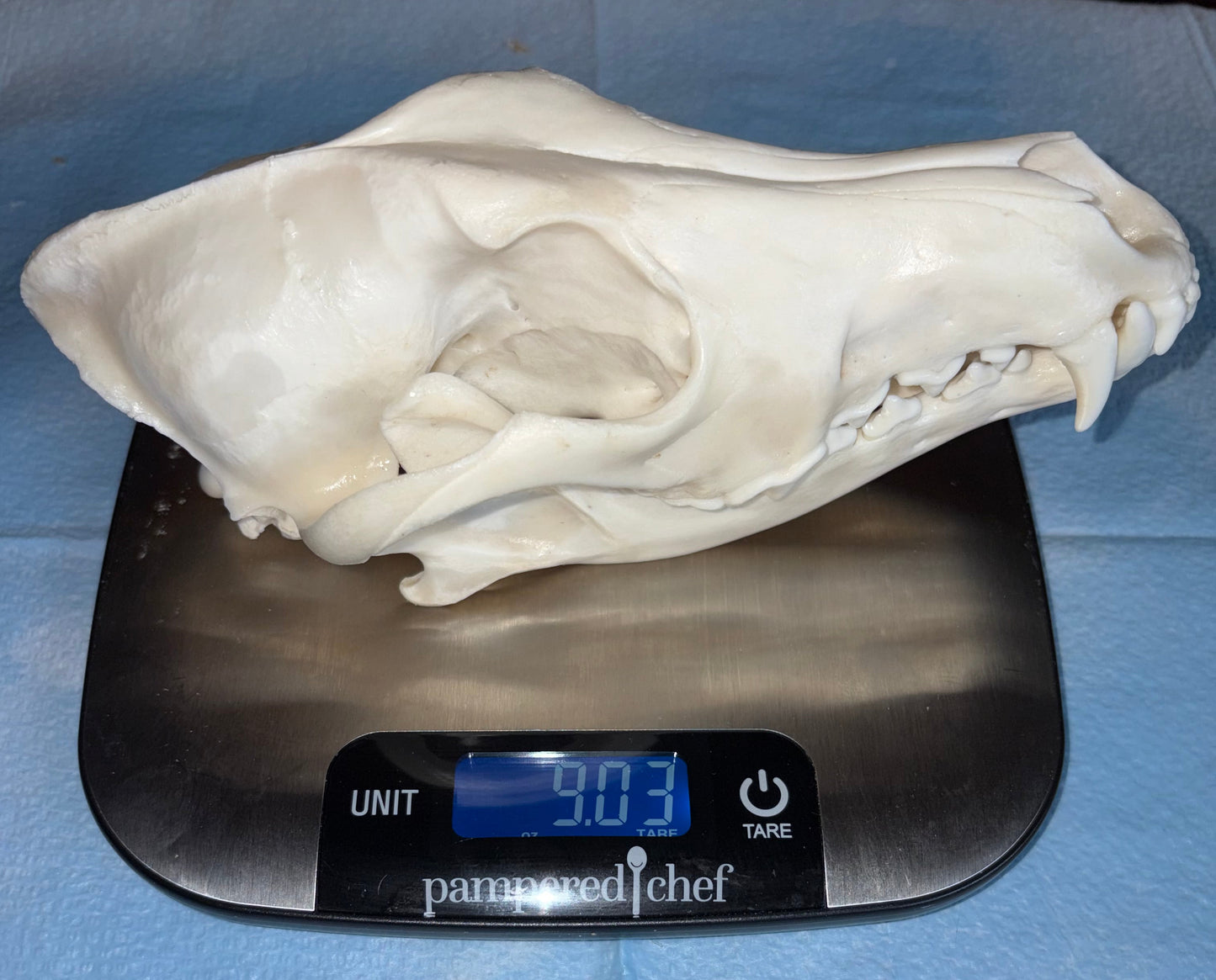 Eastern Coyote Skull - Natural Matte Finish