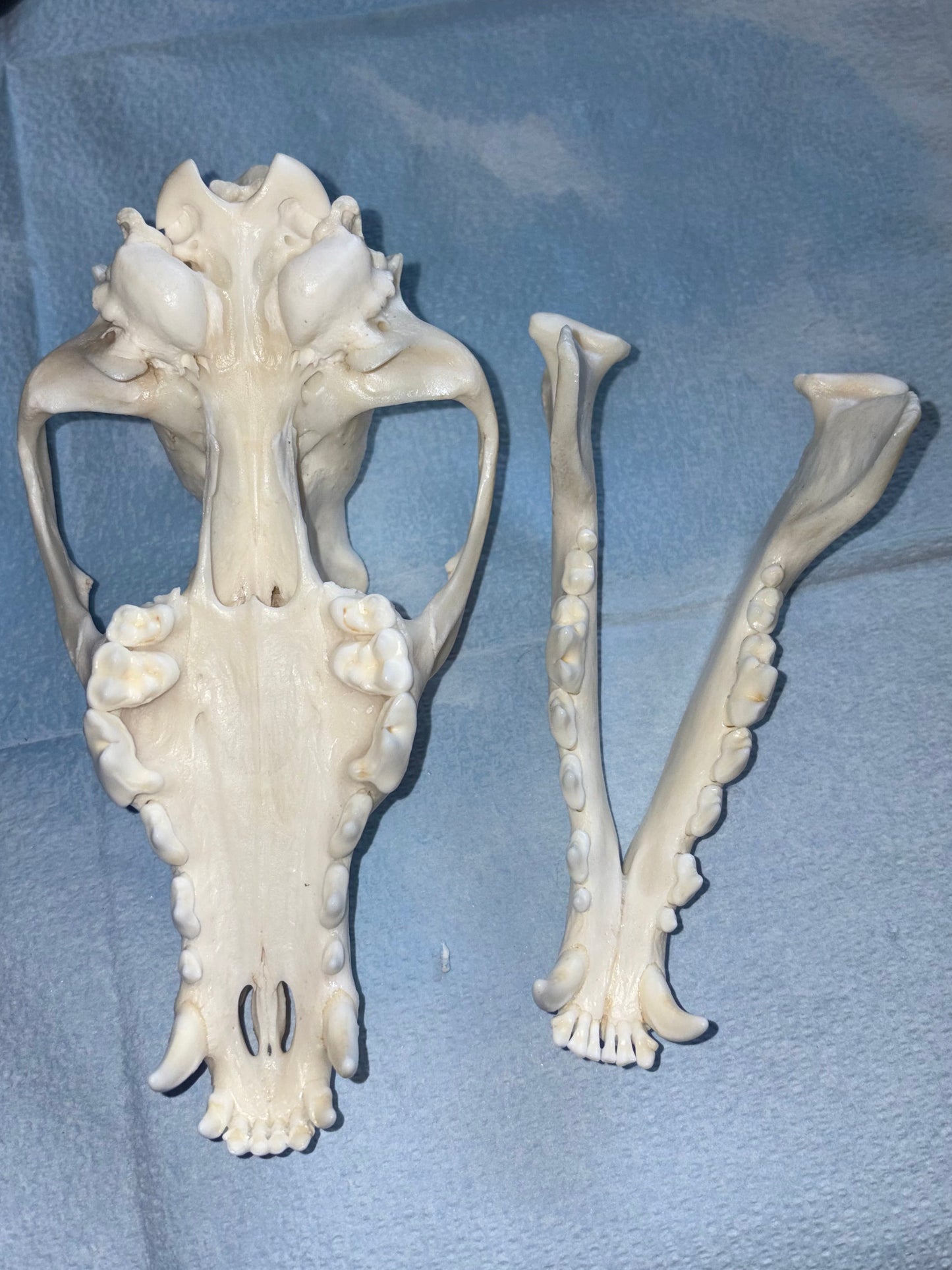 Eastern Coyote Skull - Natural Matte Finish