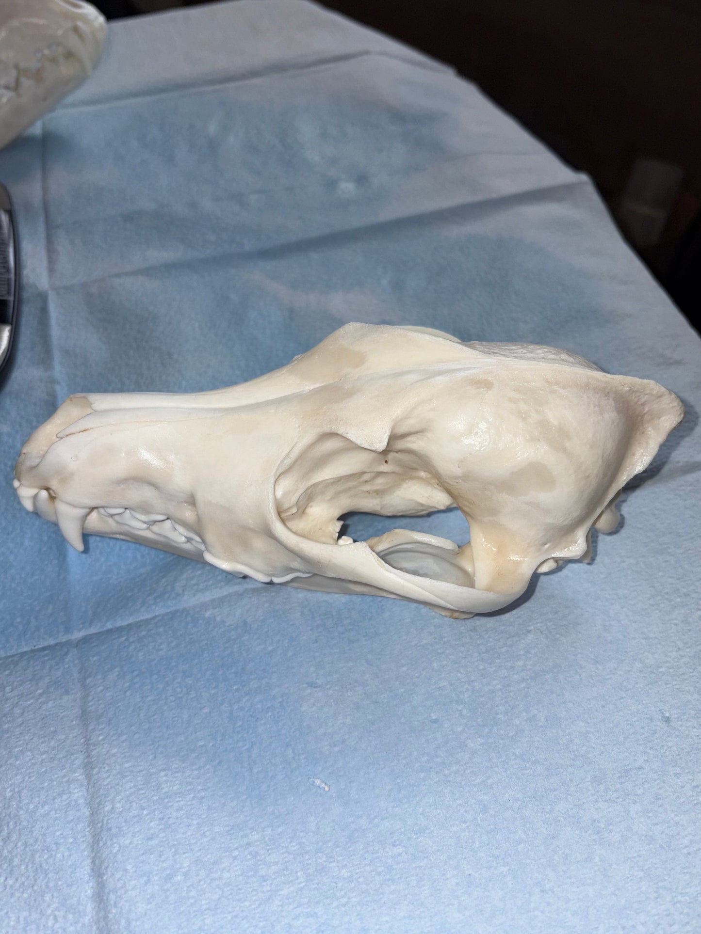 Eastern Coyote Skull - Natural Matte Finish