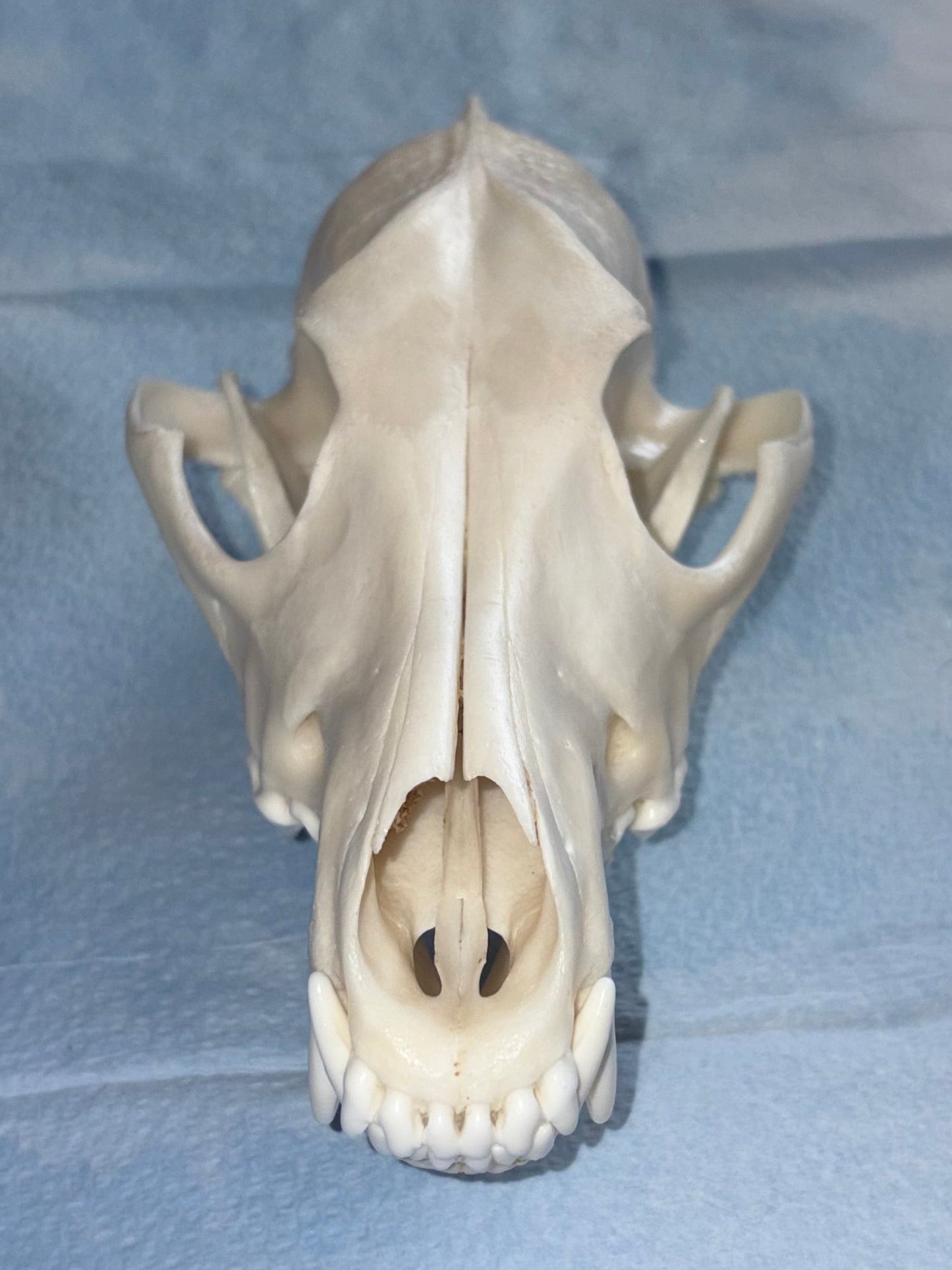 Eastern Coyote Skull - Natural Matte Finish