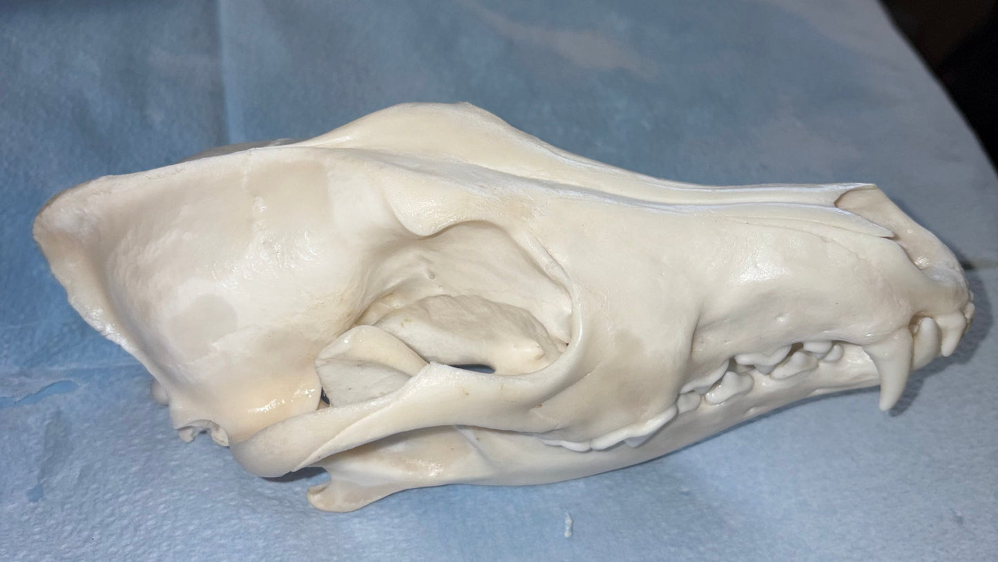 Eastern Coyote Skull - Natural Matte Finish