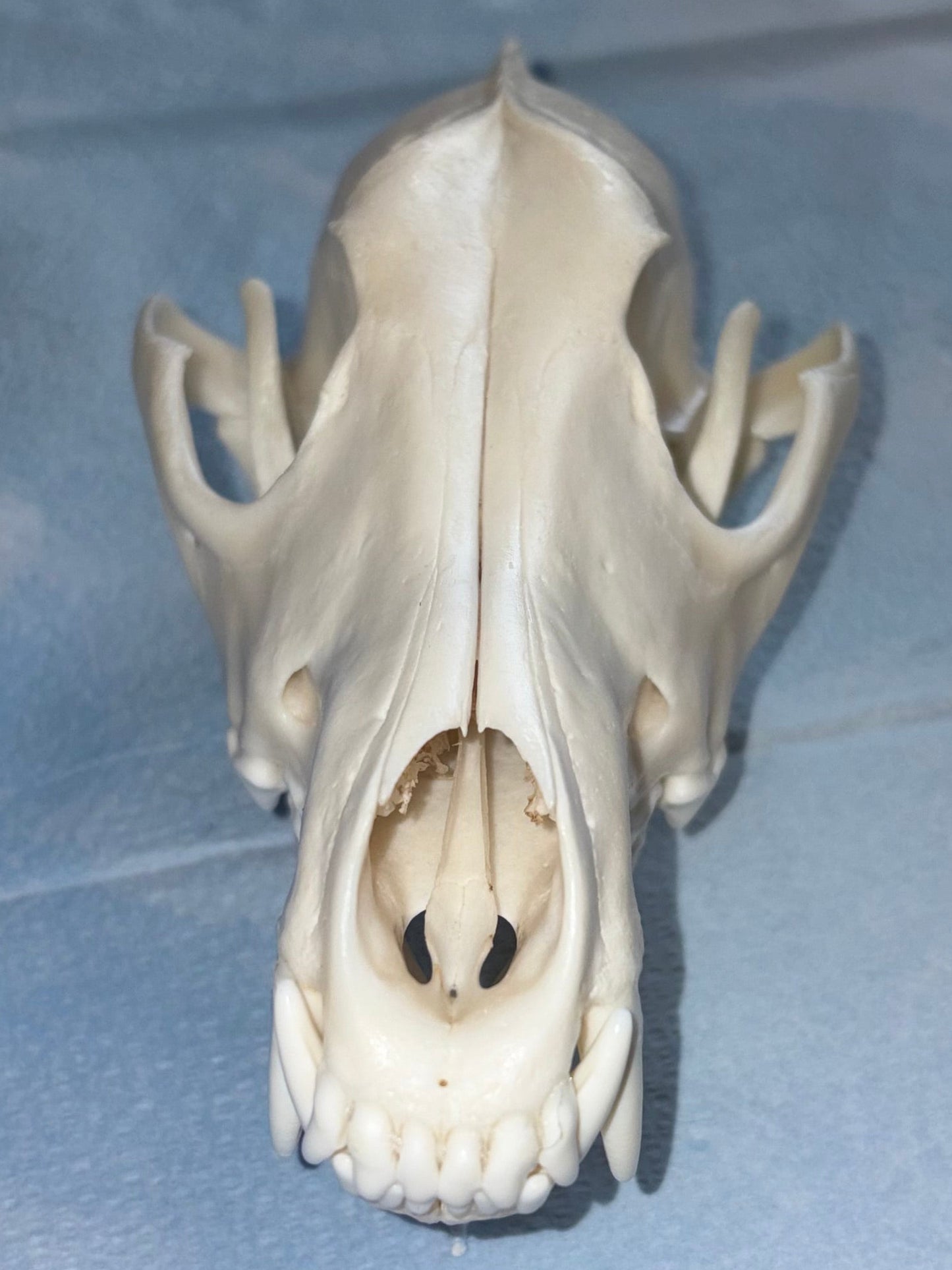 Eastern Coyote Skull - Natural Matte Finish