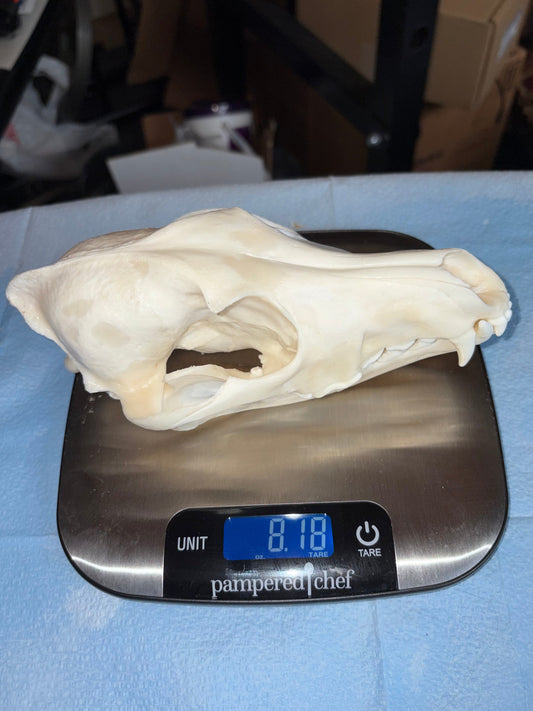 Eastern Coyote Skull - Natural Matte Finish