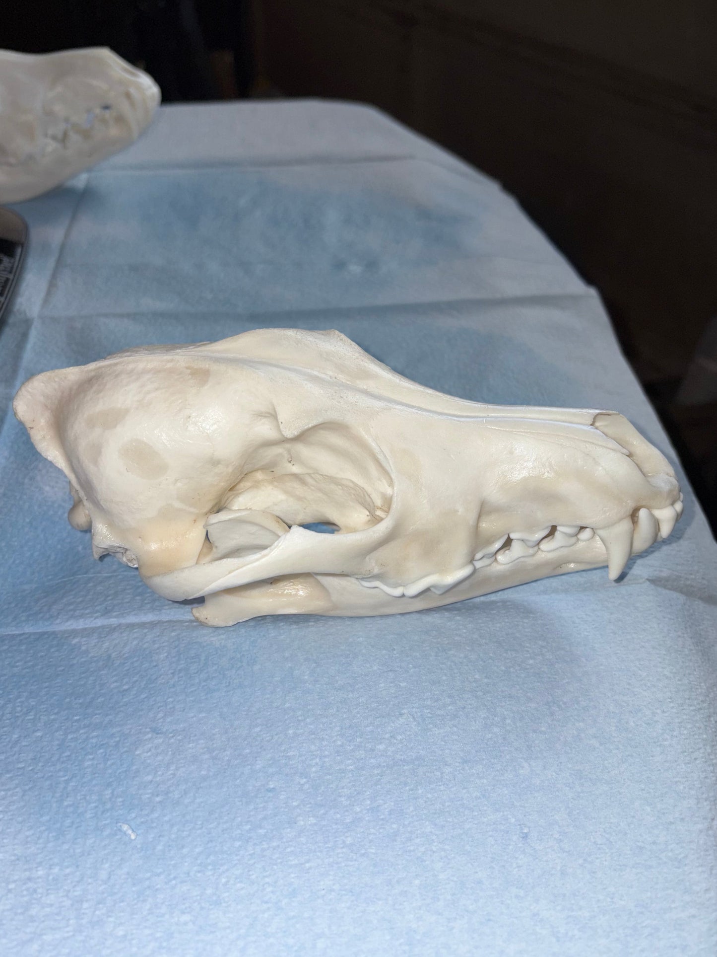 Eastern Coyote Skull - Natural Matte Finish