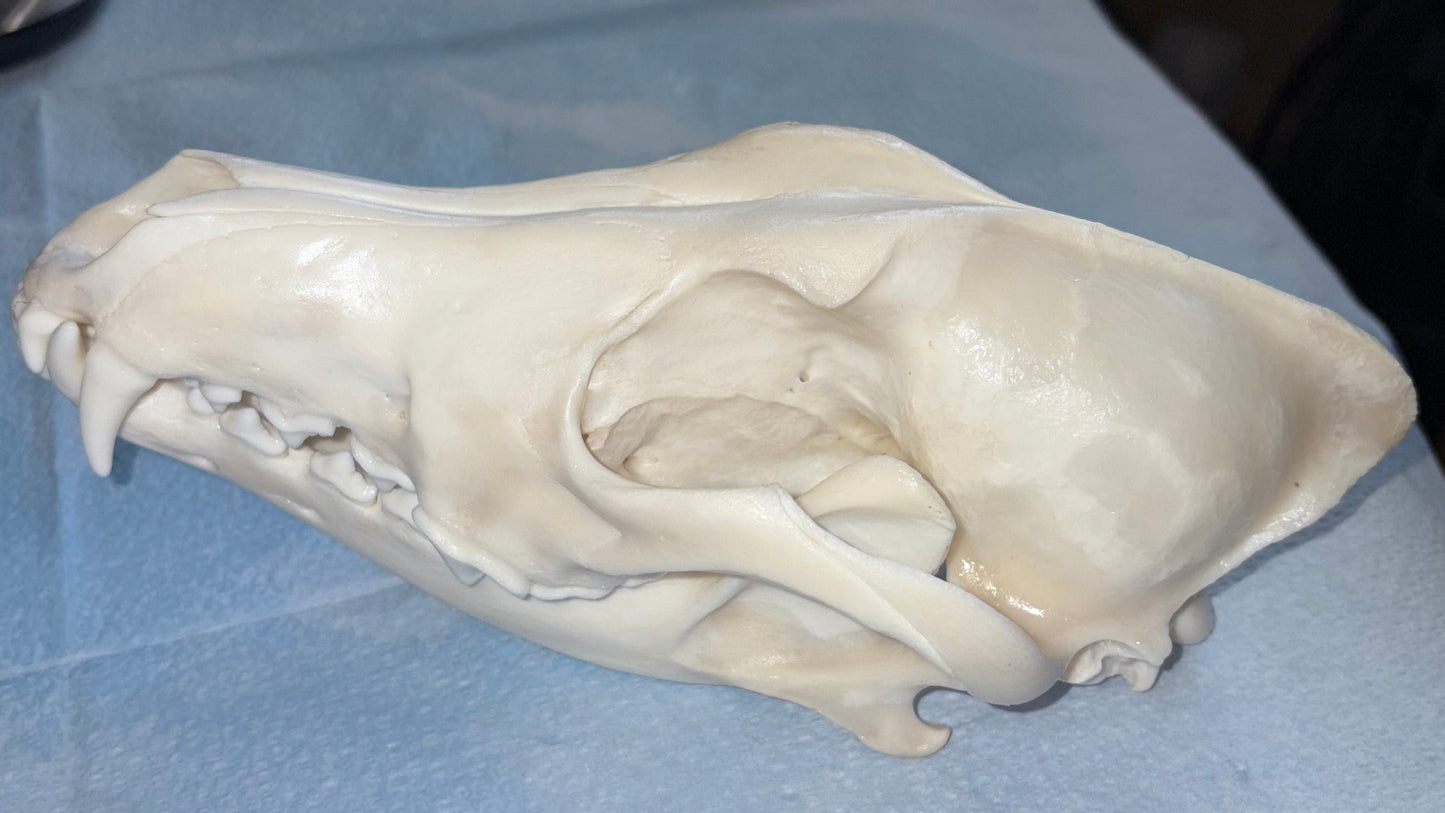 Eastern Coyote Skull - Natural Matte Finish