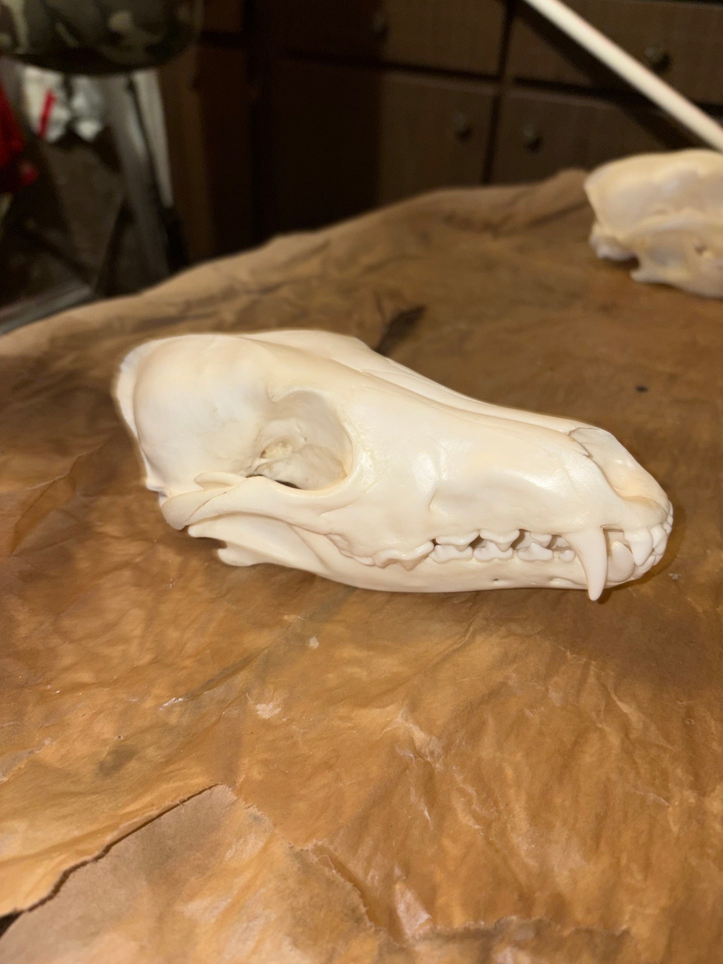 Eastern Coyote Skull - Natural Matte Finish