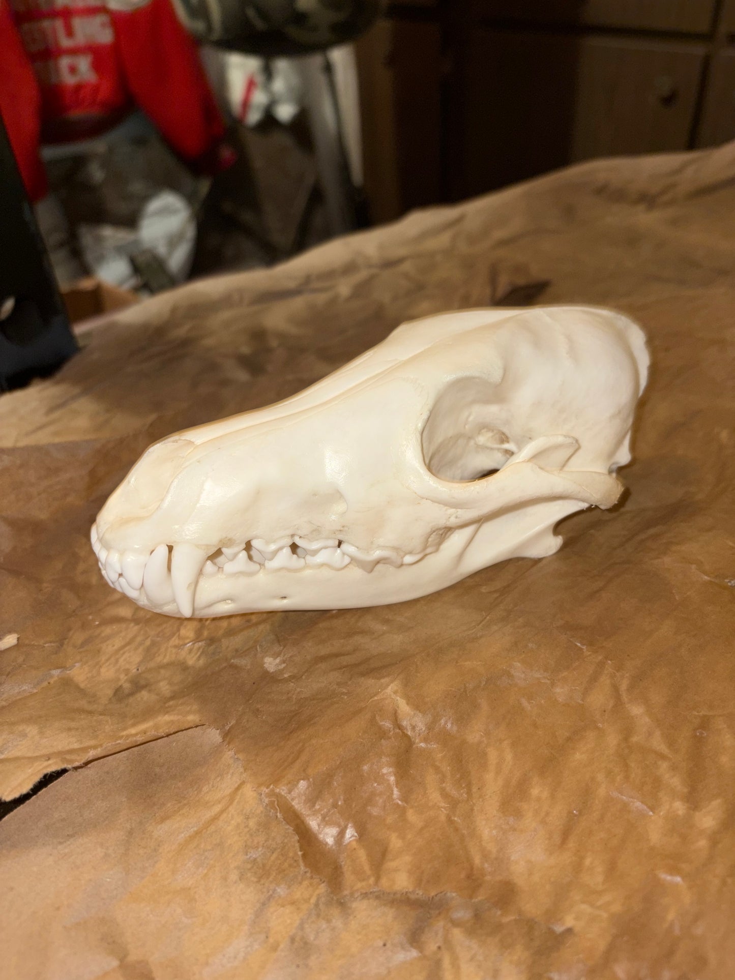 Eastern Coyote Skull - Natural Matte Finish