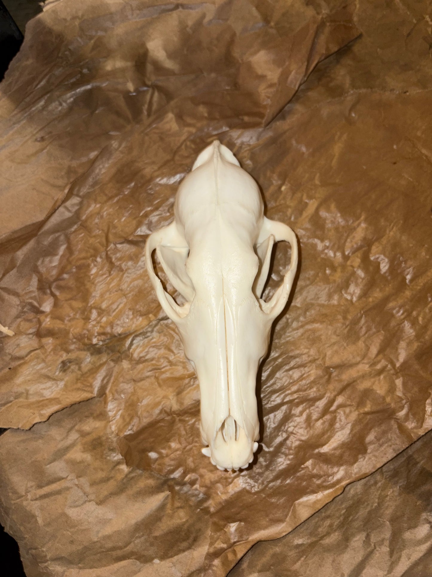 Eastern Coyote Skull - Natural Matte Finish