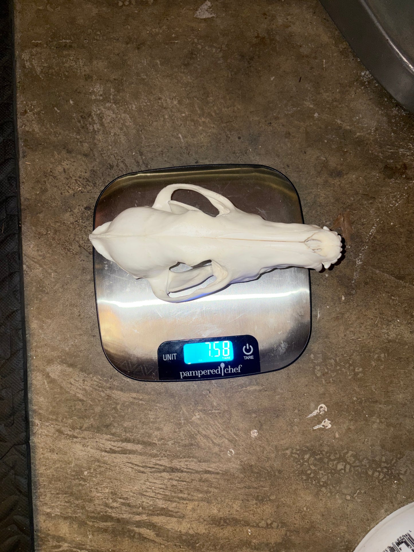 Eastern Coyote Skull - Natural Matte Finish