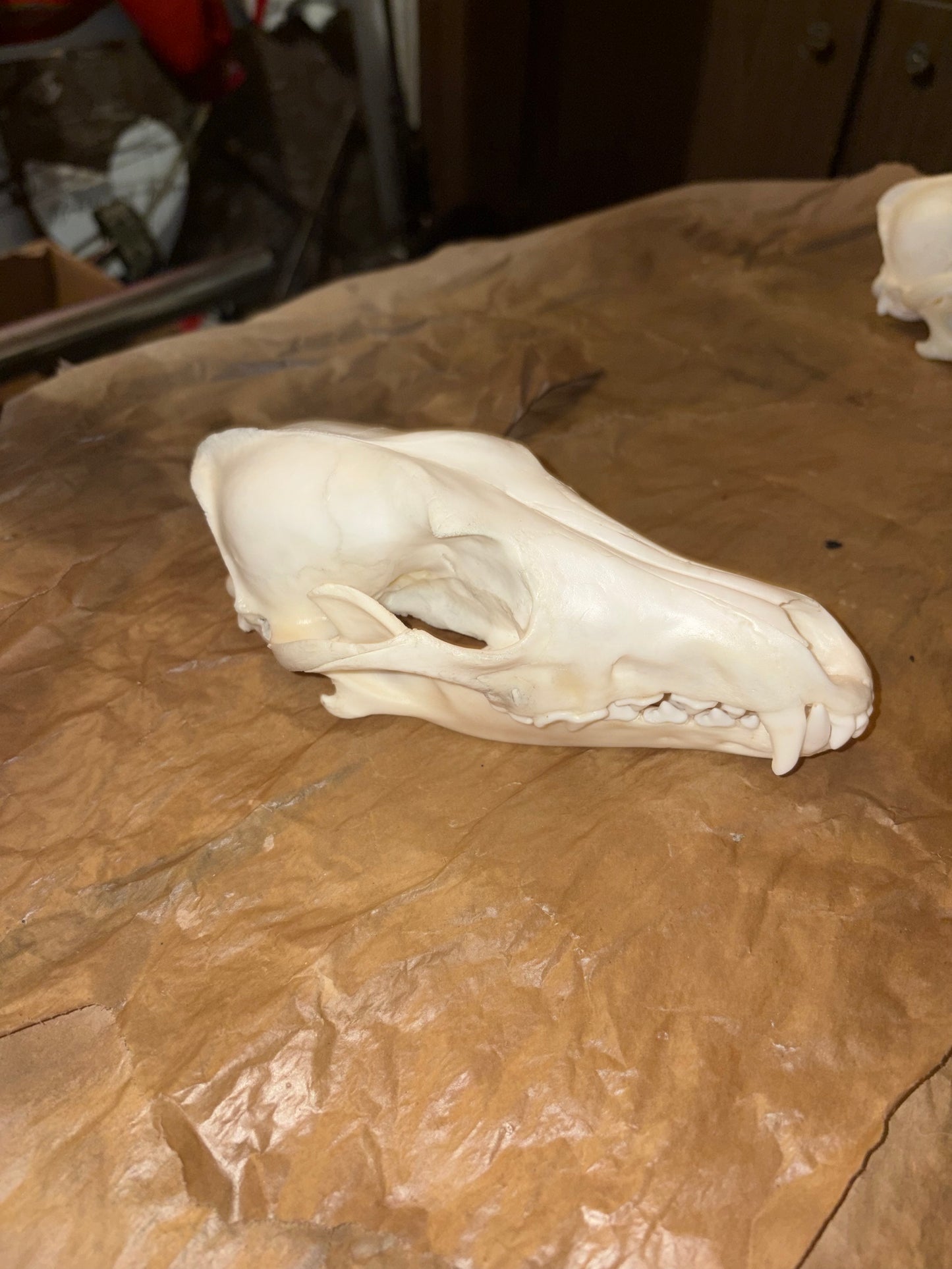 Eastern Coyote Skull - Natural Matte Finish