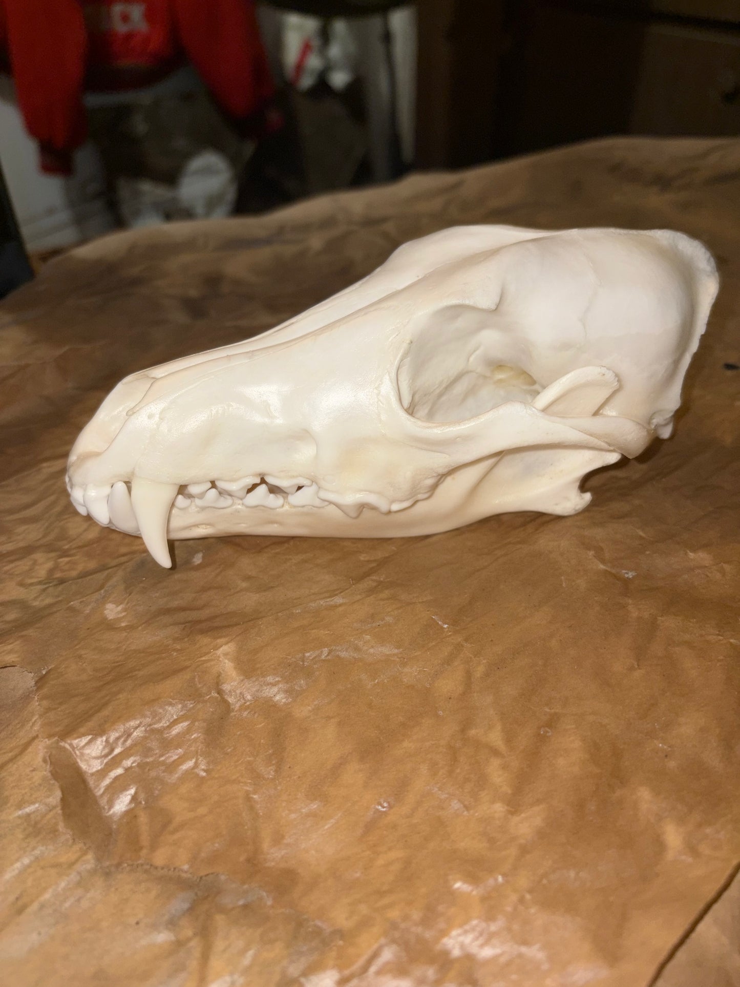 Eastern Coyote Skull - Natural Matte Finish