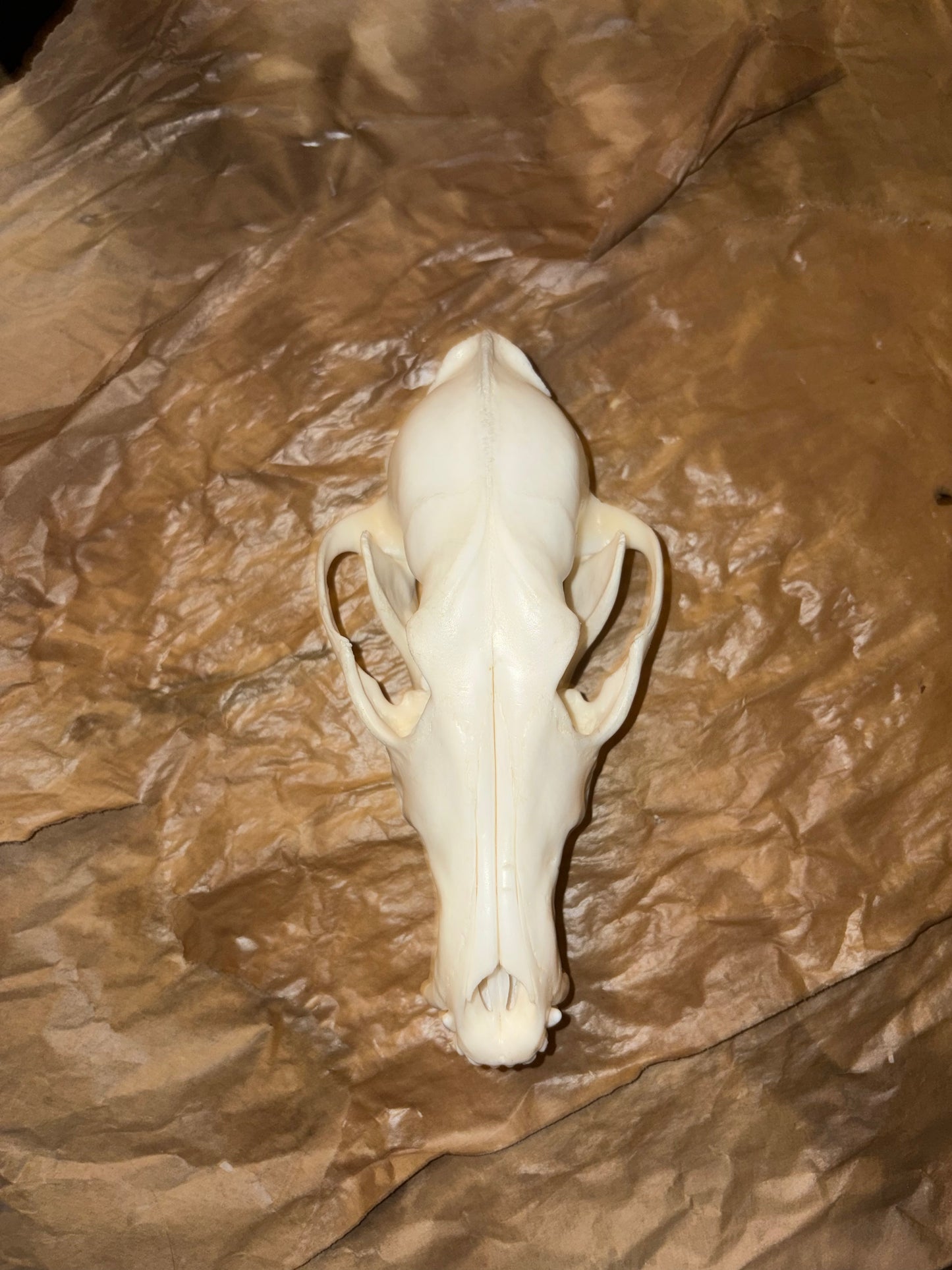 Eastern Coyote Skull - Natural Matte Finish