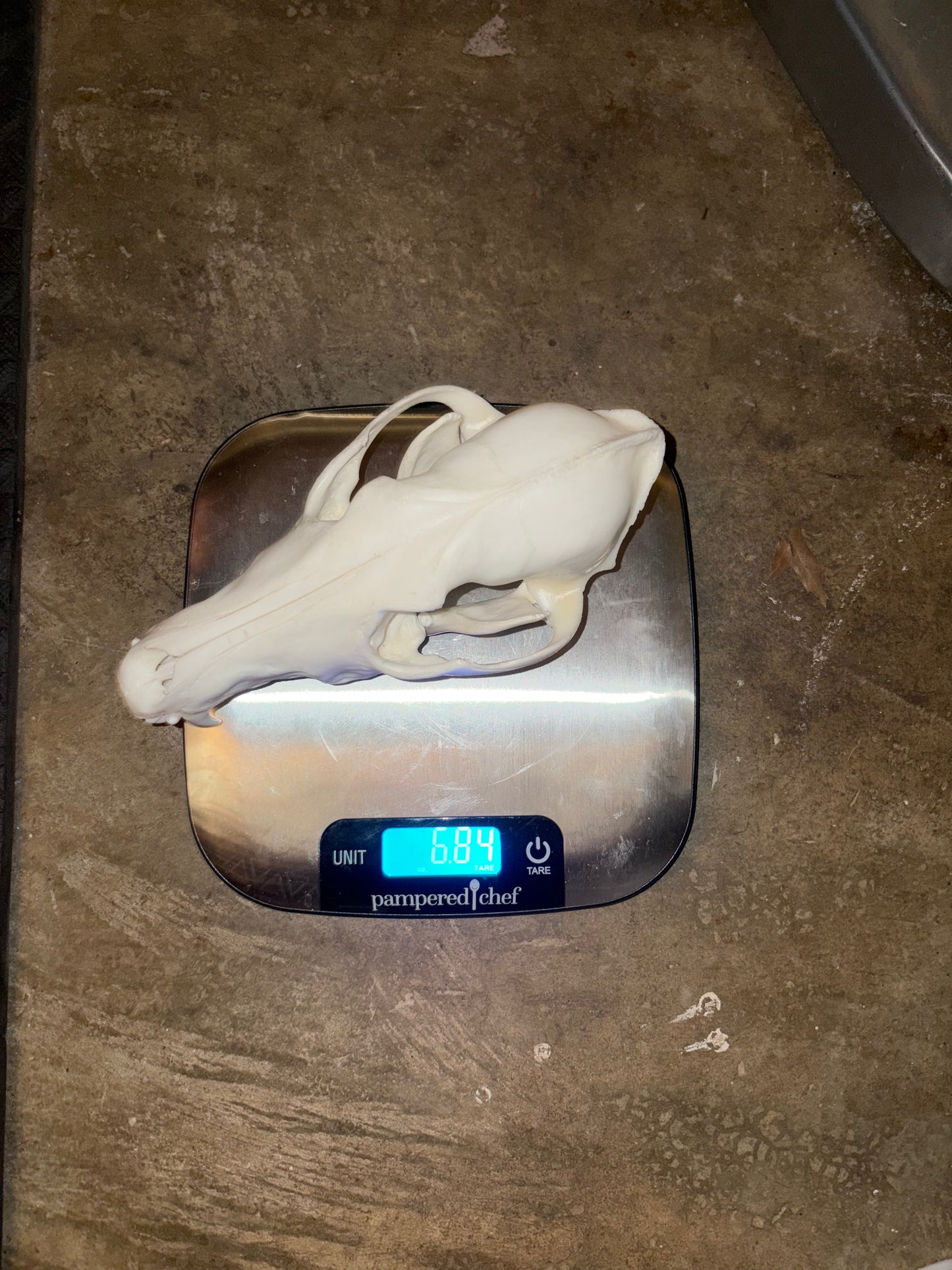 Eastern Coyote Skull - Natural Matte Finish