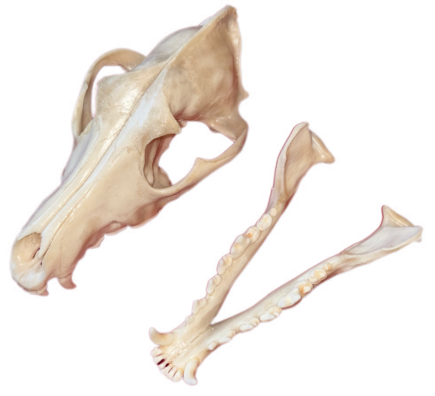 Large Eastern Coyote Skull – Natural Matte Finish