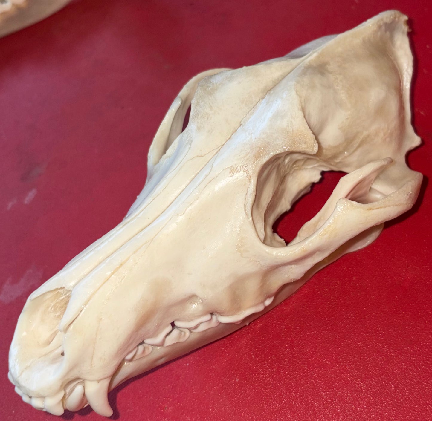Large Eastern Coyote Skull – Natural Matte Finish