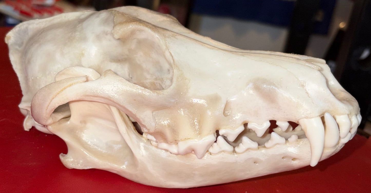 Large Eastern Coyote Skull – Natural Matte Finish