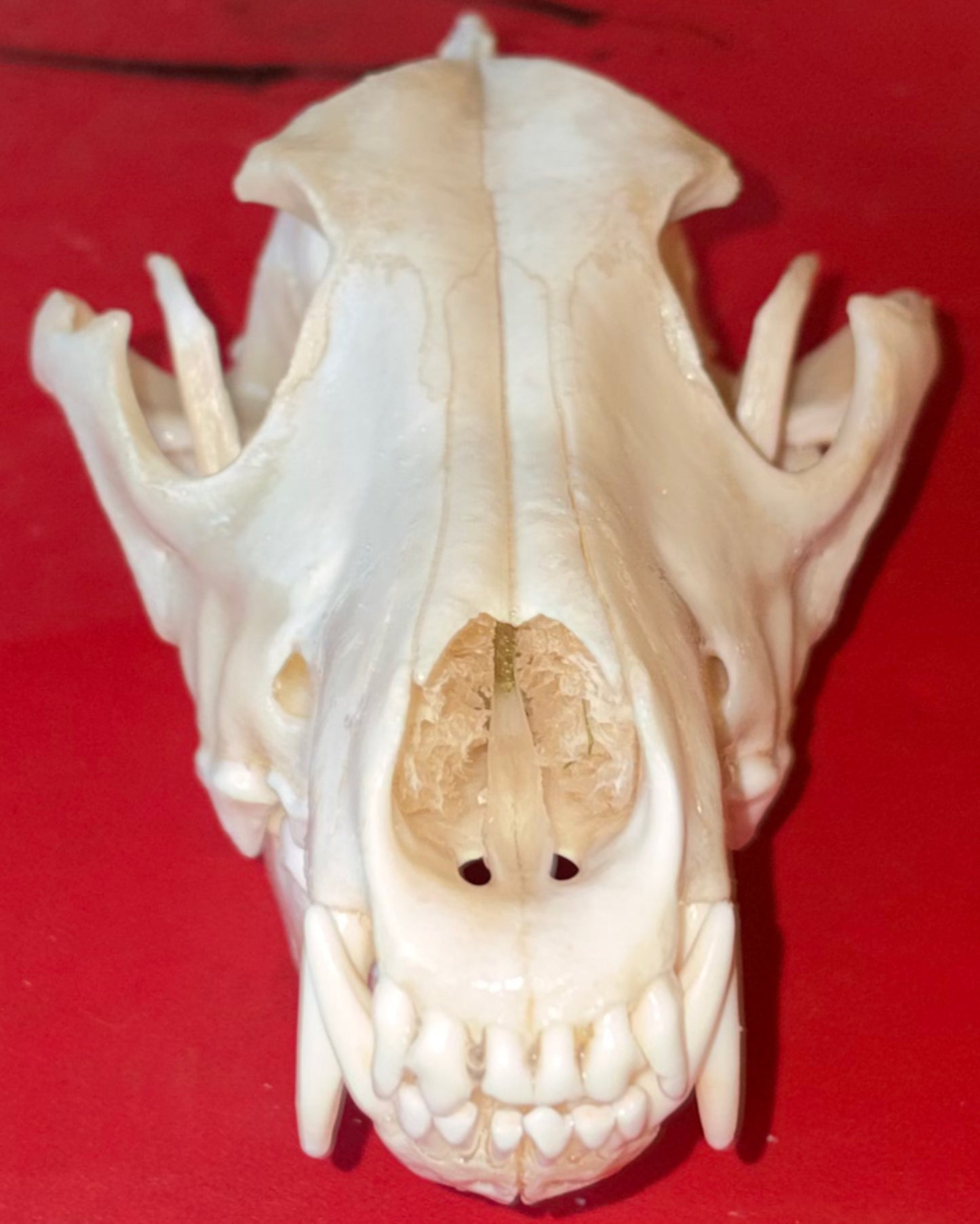 Large Eastern Coyote Skull – Natural Matte Finish