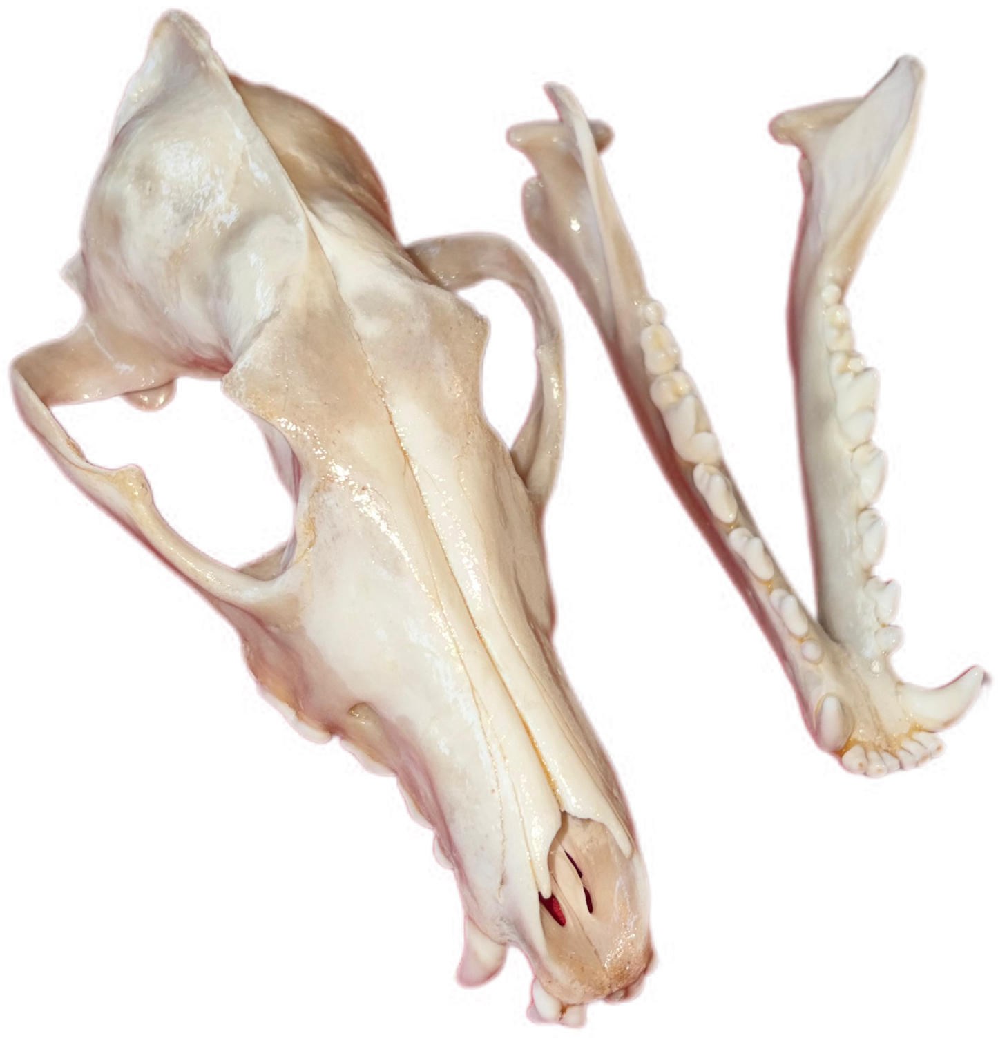 Eastern Coyote Skull – Gloss Finish (One Tooth Missing)