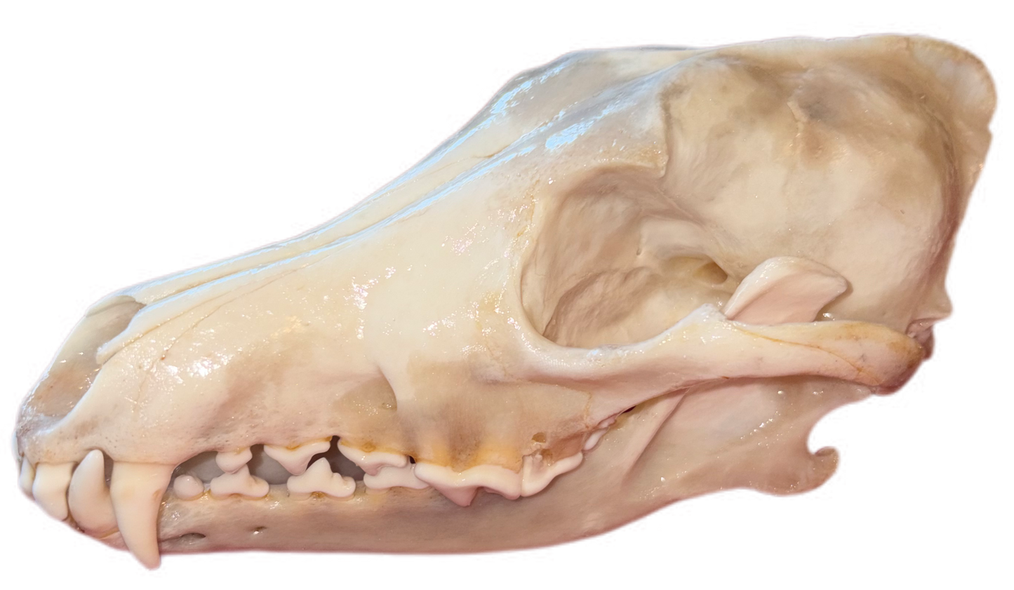 Eastern Coyote Skull – Gloss Finish (One Tooth Missing)