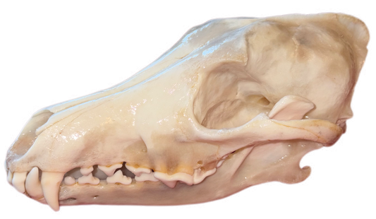Eastern Coyote Skull – Gloss Finish (One Tooth Missing)