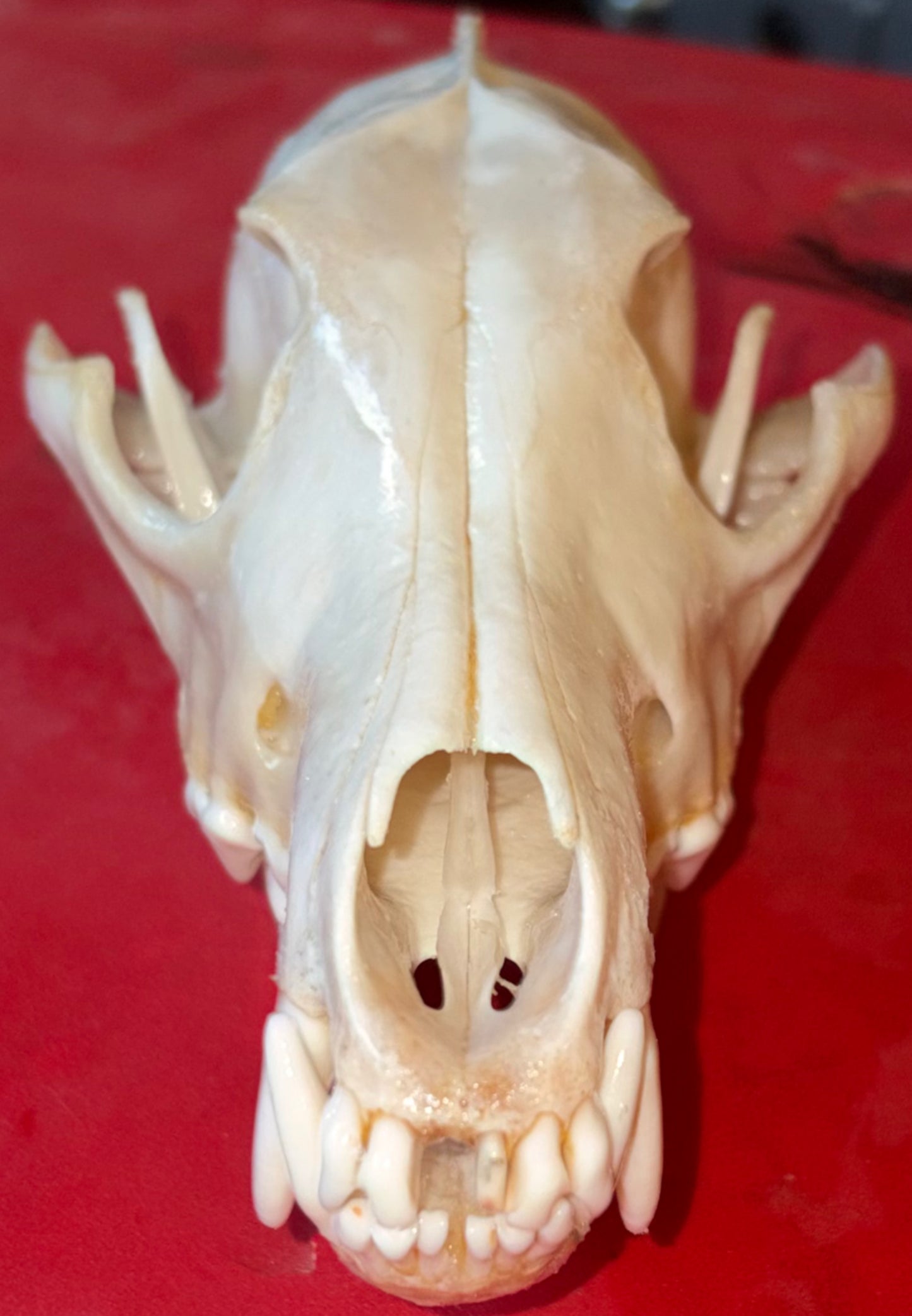 Eastern Coyote Skull – Gloss Finish (One Tooth Missing)