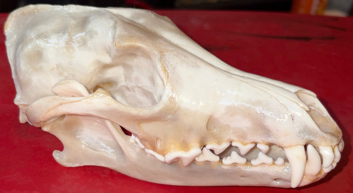 Eastern Coyote Skull – Gloss Finish (One Tooth Missing)